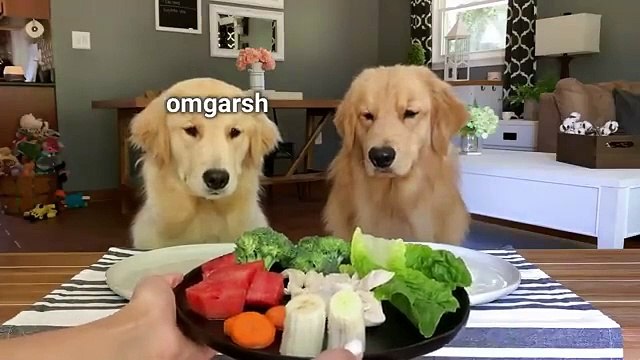Dog Reviews Food with eating food