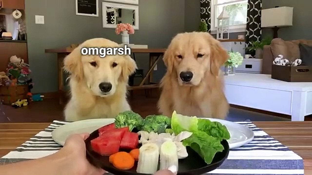 Dog Reviews Food with eating food