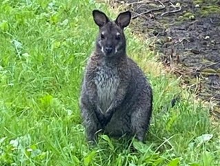 Ausgebüxtes Känguru findet neues Zuhause