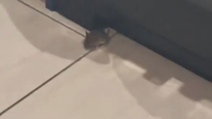 Mouse meets its match when the house cat intervenes to save the day