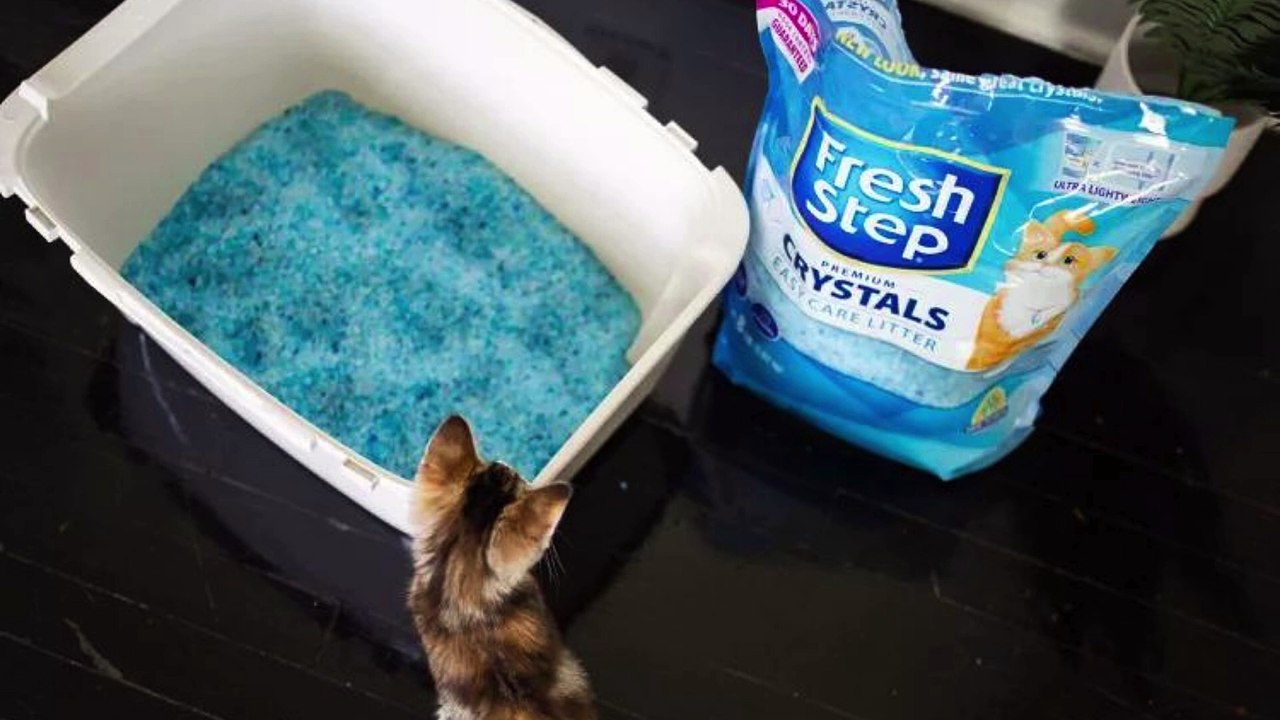 The Cat's Meow: Top 10 Cat Litters Tested and Reviewed for 2024  #catlitters #catsofinstagram