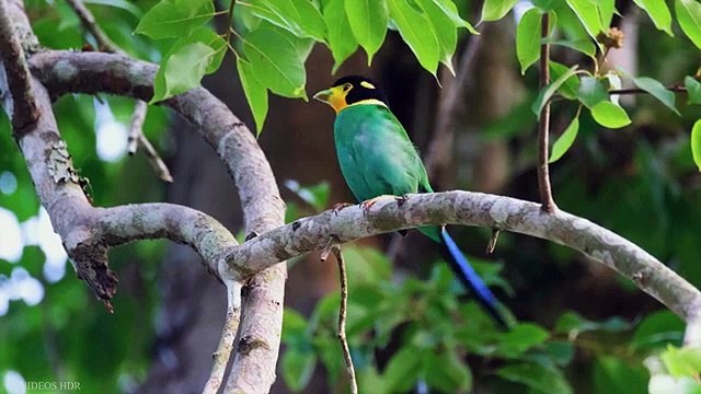 Small BIRDS 8K HDR - Names and Sounds #8k​ #birds​ #hdr​