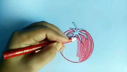 Hand made sketchs for tomato .