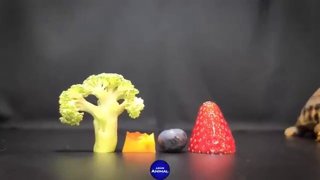 ASMR EATING FOOD MUKBANG Turtle Tortoise 83