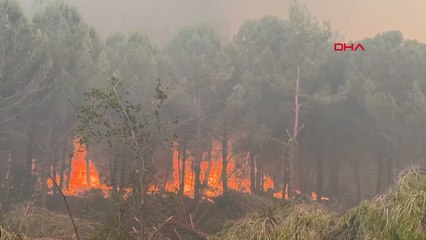 Aydın'da alevler Kavaklıdere sınırına ulaştı