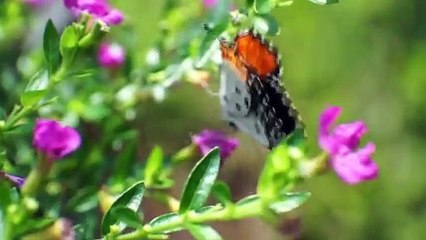 Morning Magic Colorful Butterfly Collecting Nectar
