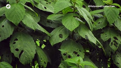 Precipitaciones llegan al territorio chileno y el frío regresa por unos día