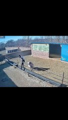 must watch this is too funny video