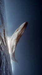 Maldivlerde Nefes Kesen Karşılaşma