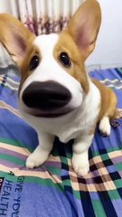 Dogs Being Goofy: The Funniest Dog Moments Ever! 