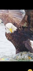 Eagle catching a fish Shorts viral video