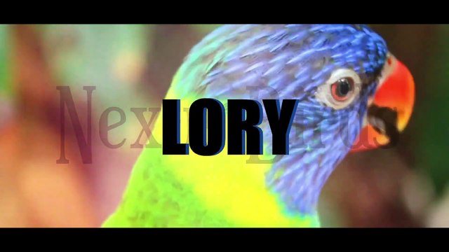 Ringneck Parrot Java Finch Hagoromo Budgies Lady Gouldian Finch Progress