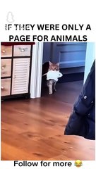 Scared cats so funny