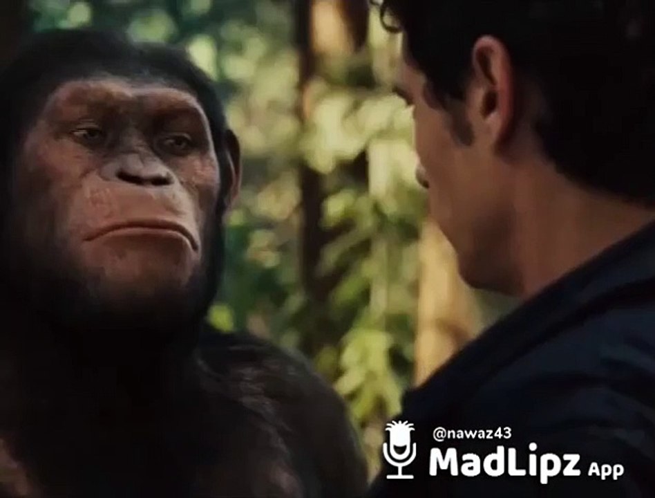 Fun Monkey