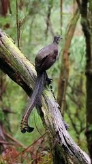 Lyrebird Singing #wildlife #shorts