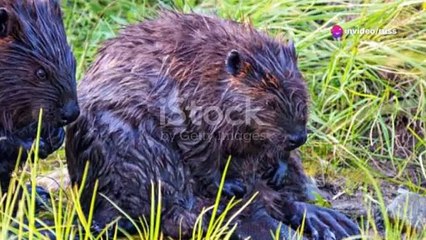 Beavans Leavins_ Unleash Your Inner Diva!-2024-06-14T05_26_33 (1)