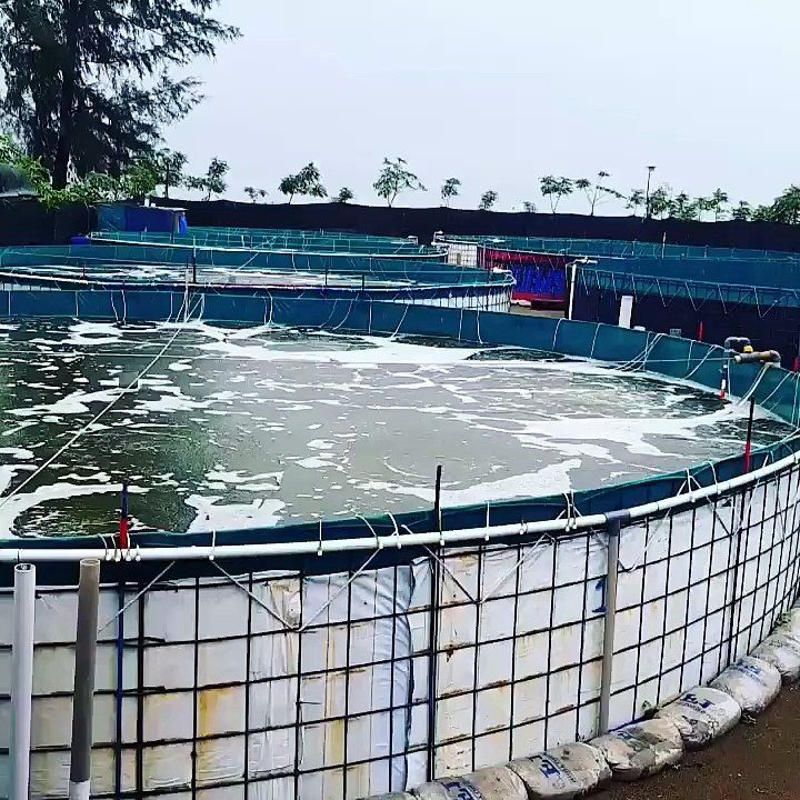 tambak bioflok