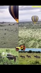 Wild  animals  #safari #shorts895