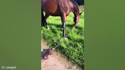 Cats vs. Dogs 2024: Who's Funnier?  | Hilarious Cat & Dog Moments Compilation