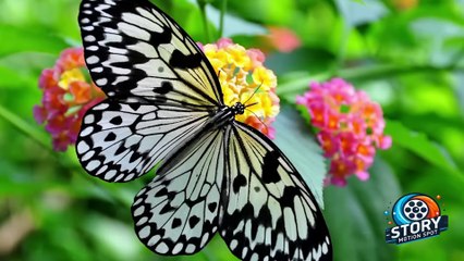 10 Interesting Insects for Kids