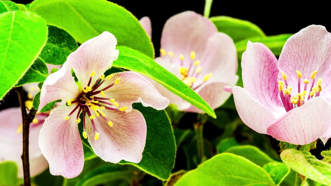 Turkey Amasya Beautiful 4k Quince Flower Growing