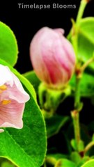 Turkey Amasya Beautiful 4k Quince #flowergrowing #timelapseblooms #shorts #viral #2