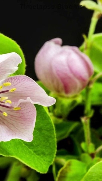 Turkey Amasya Beautiful 4k Quince #flowergrowing #timelapseblooms #shorts #viral #6