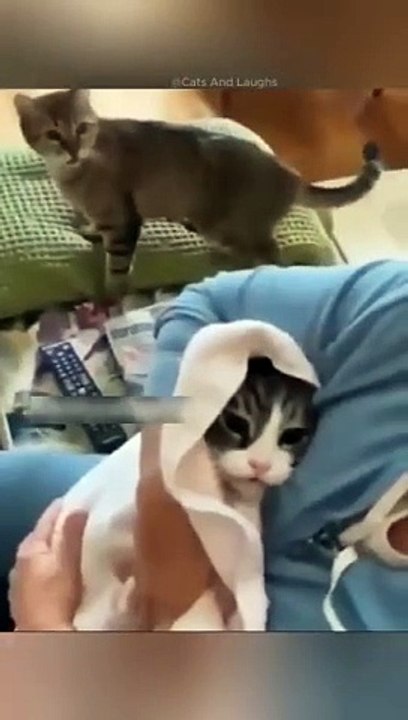 funny cats episode 121