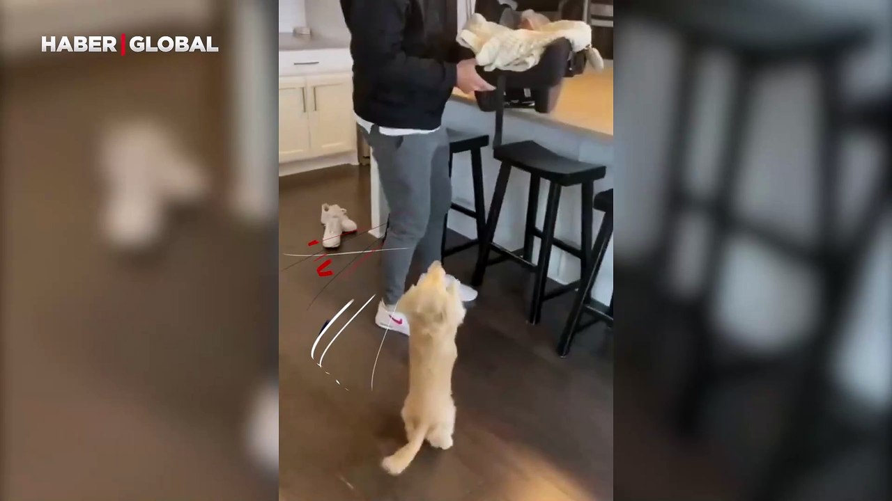 Yavru köpeğin sahibinin bebeğiyle olan dostluğu viral oldu: Beşikten mezara