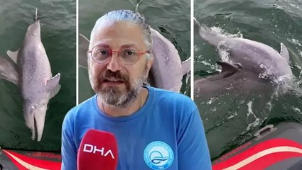 Ölen yunusu bir başka yunus 6 günde karaya sürükledi