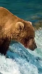 brown_bear_salmon_fishing___alaska_bear_fishing_salmon_#bear_#salmon_#shorts