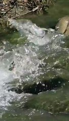 Snowy_Egret_fishing#bird_#nature