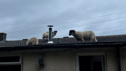 Shocked homeowner describes how she found a flock of sheep on her roof
