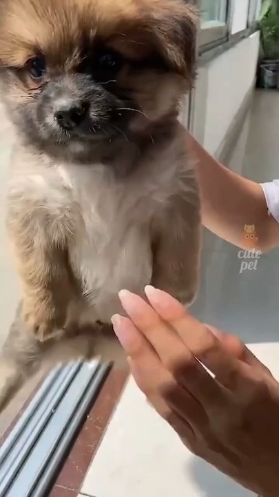 Try not to laugh!