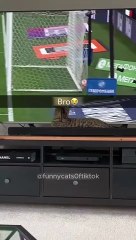 Cats gating scared ,funny cats