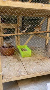 Dove ️ #trending #viral #usa #shortvideo #baby #dove #pet #birds #domestic