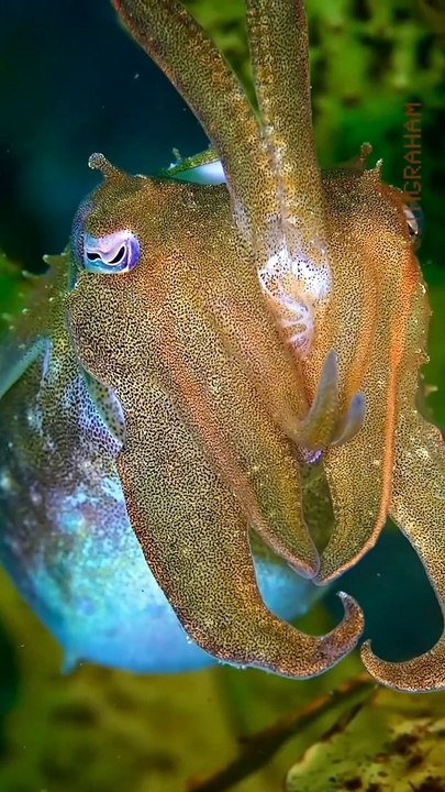 Marine Life | Beautiful Fishes | Sea Life Explorer