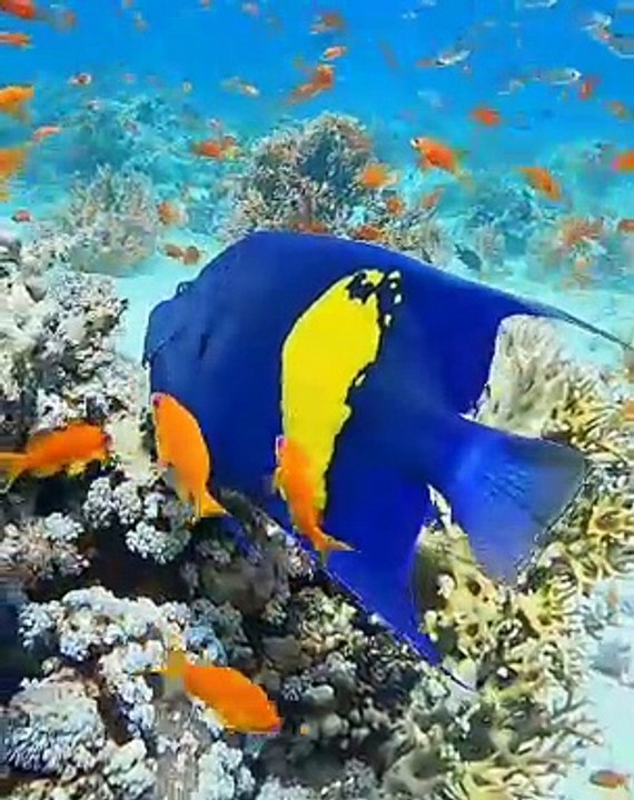 Marine Life | Coral Reef | Beautiful | Sea Life Explorer