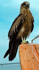 Blade Eagle Perched and Looking Fierce! #Viral #Trending #Wildlife #Nature #EpicMoment