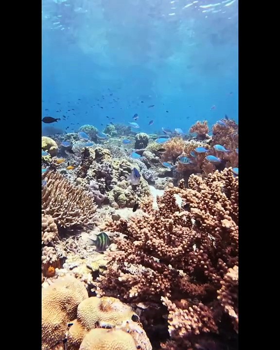 Marine Life | beautiful creatures | Ocean Beauty ❤️ | Sea Life Explorer