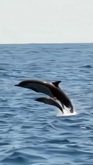 Baby Dolphins: Nature's Most Playful Creatures.