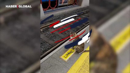 Yabancı turisti hayretler içinde bıraktı: Metro bekleyen kedi