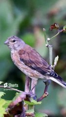 Alerte rouge pour nos oiseaux _ 5 espèces en péril sous nos yeux ! #survie#animals