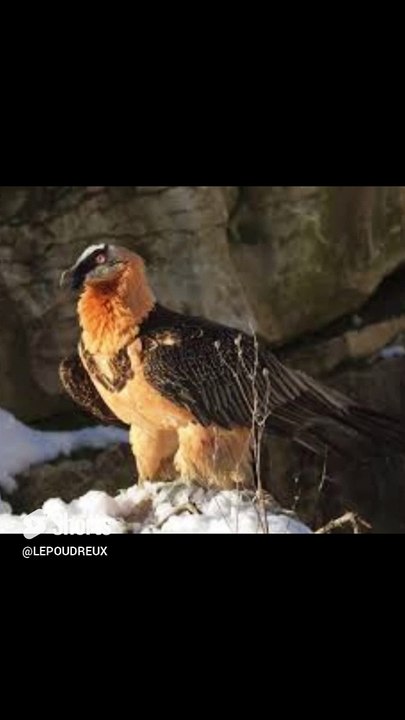 Incroyable survie de Rei del Causse_ le rapace miraculé fait son retour dans le ciel européen#survie