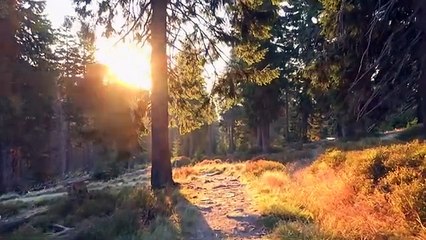 _Golden Path_ by Edwin Morris [Official Music Video]