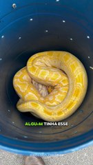 Biólogo leva cobra píton de 3 metros para casa e assusta mãe; Vídeo Viraliz