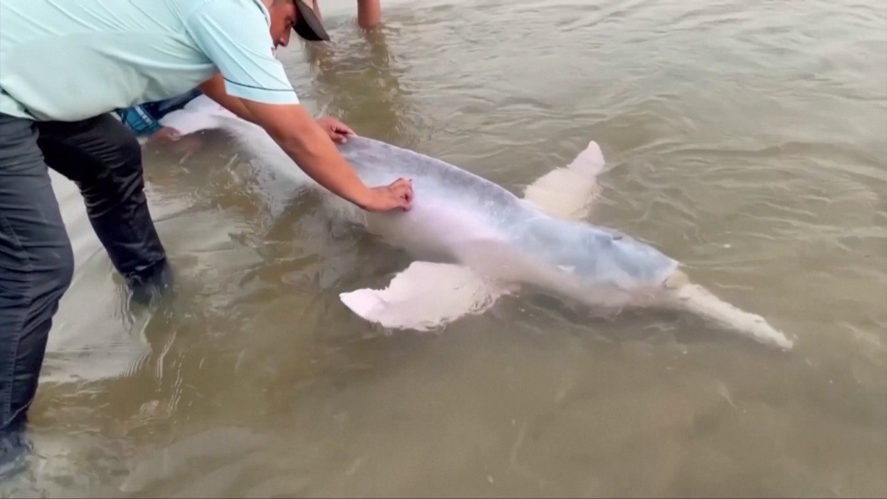 River Dolphin Returns to Deep Waters After Locals Find It Stranded