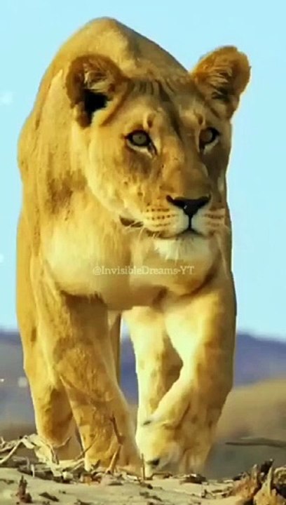 KING SHORTS VIDEO