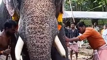 World biggest animal in kerala