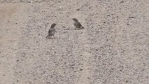 Bird flock deftly dodges hasty weasel in comical road showdown